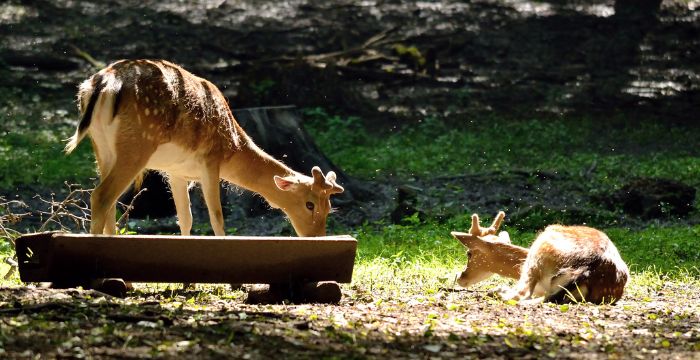 Woodland Park Zoo